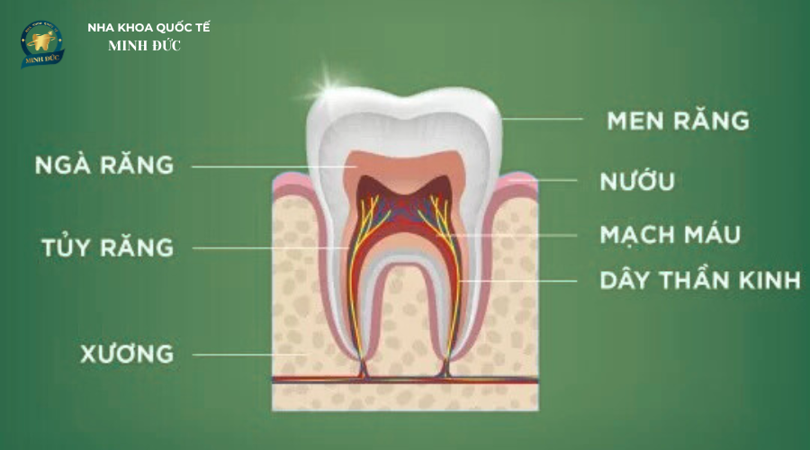 Điều trị tủy răng